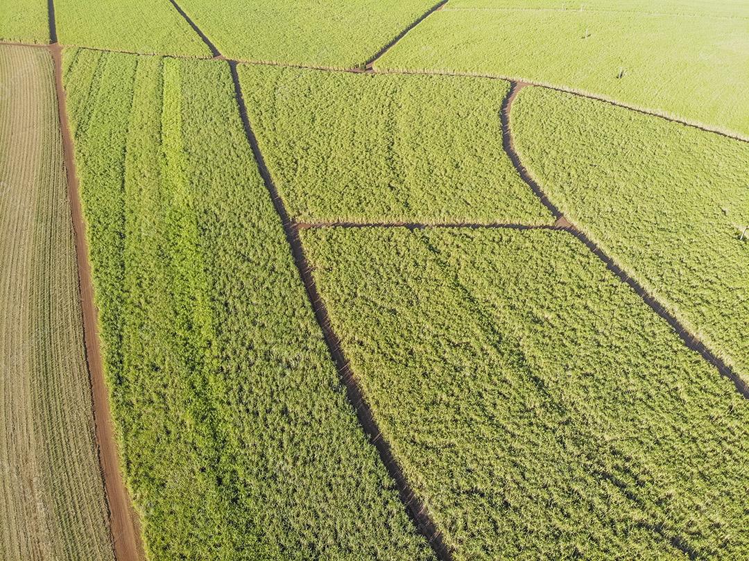 Campo aéreo de cana-de-açúcar no Brasil Imagem JPG