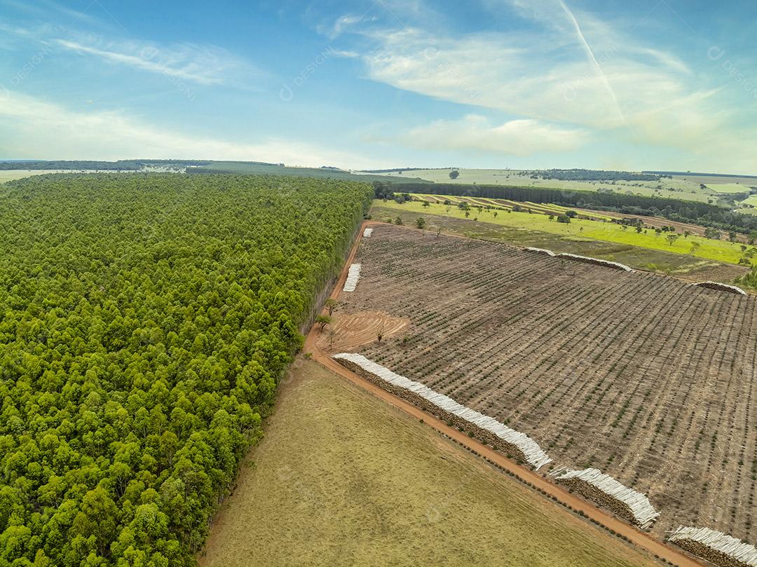 Pasto com gado ao lado da plantação de eucalipto Imagem JPG