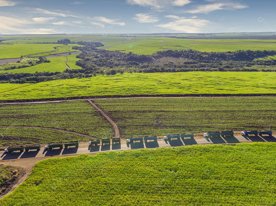 Campo aéreo de cana-de-açúcar no Brasil Imagem JPG