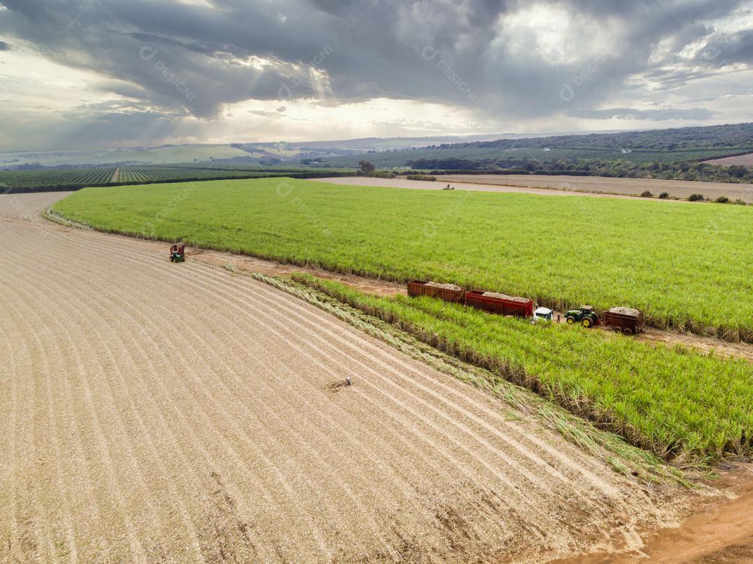 Campo aéreo de cana-de-açúcar no Brasil Imagem JPG