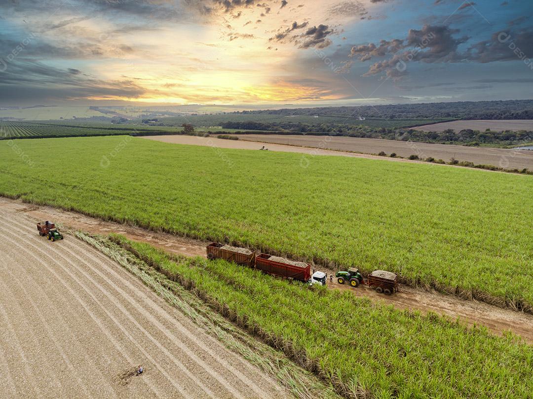 Campo aéreo de cana-de-açúcar no Brasil Imagem JPG