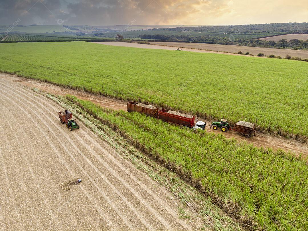 Campo aéreo de cana-de-açúcar no Brasil Imagem JPG
