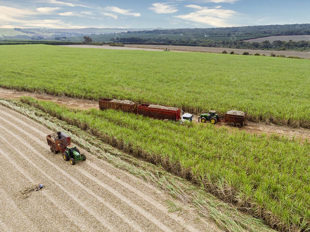 Campo aéreo de cana-de-açúcar no Brasil Imagem JPG