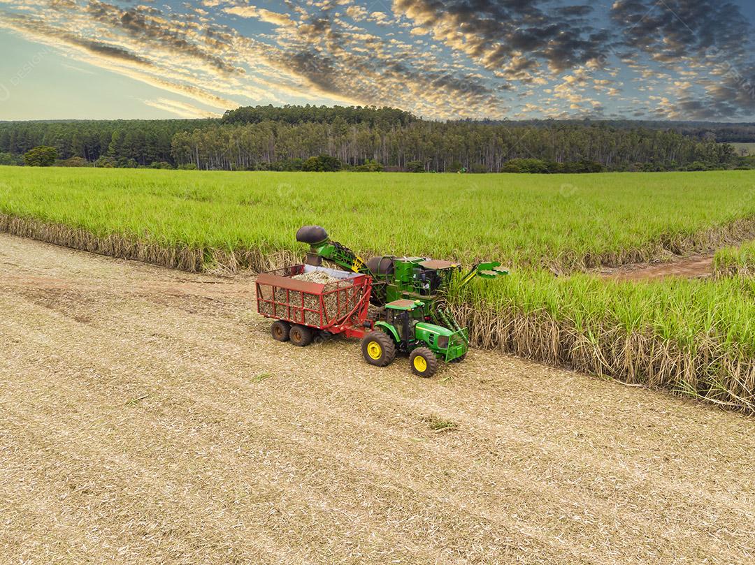 Campo aéreo de cana-de-açúcar no Brasil Imagem JPG