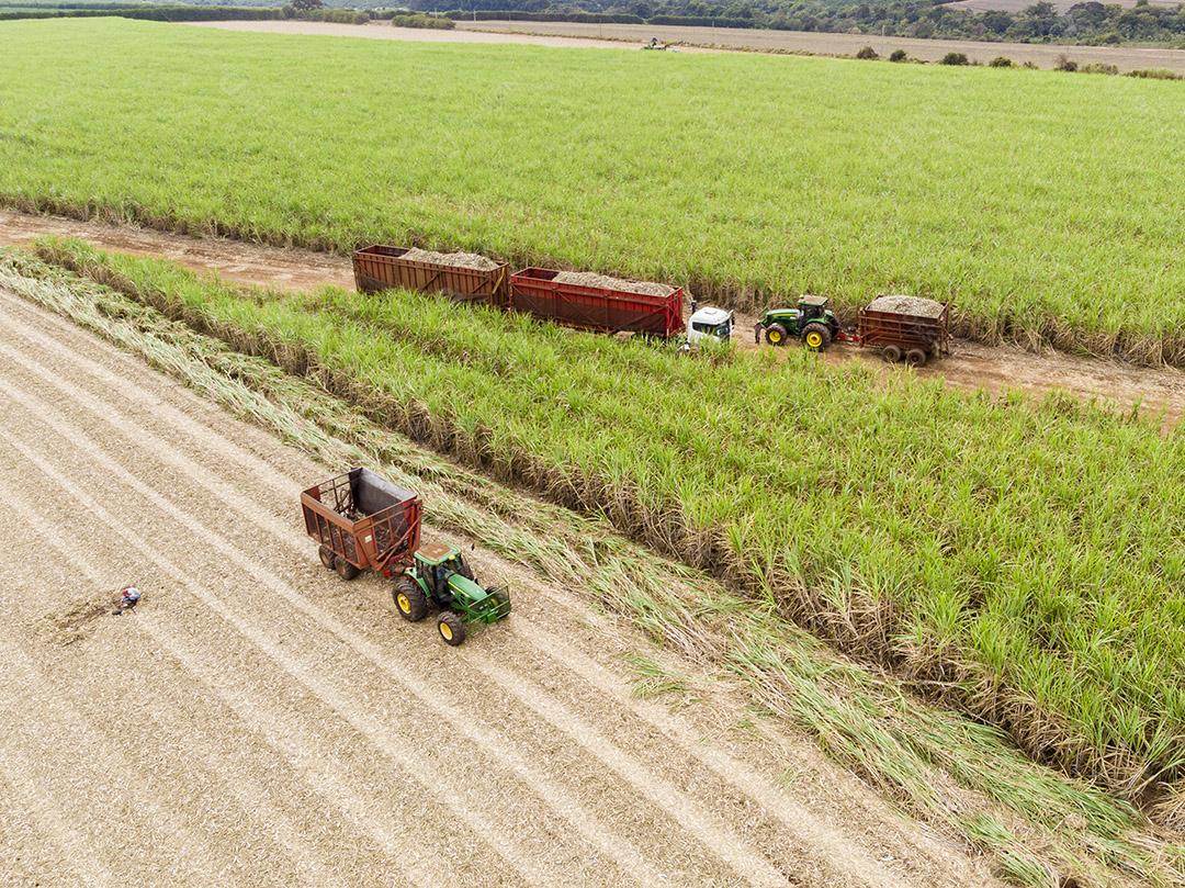 Campo aéreo de cana-de-açúcar no Brasil Imagem JPG