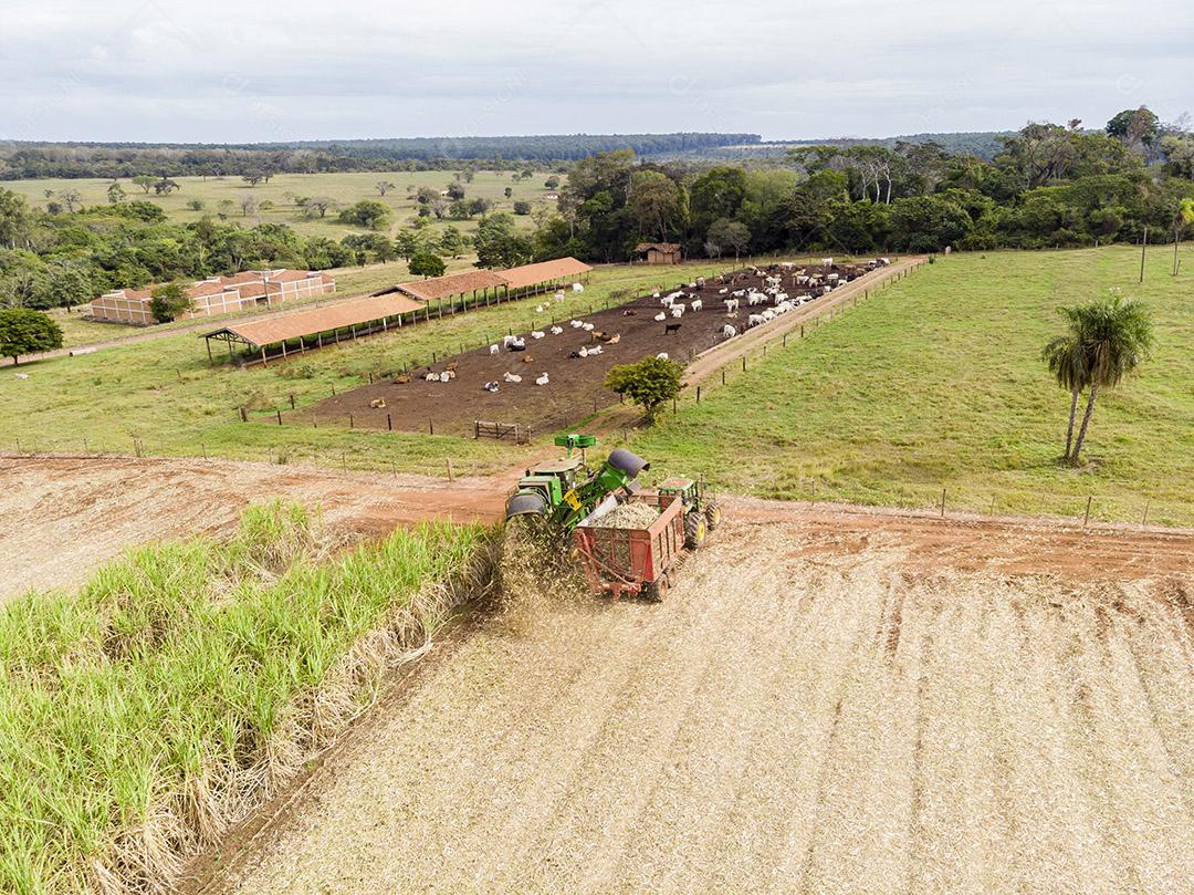 Campo aéreo de cana-de-açúcar no Brasil Imagem JPG