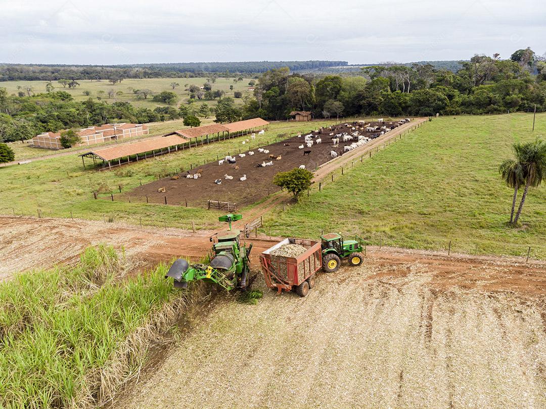 Campo aéreo de cana-de-açúcar no Brasil Imagem JPG