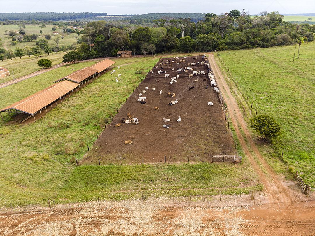Gado em confinamento bois vacas dia ensolarado Imagem JPG