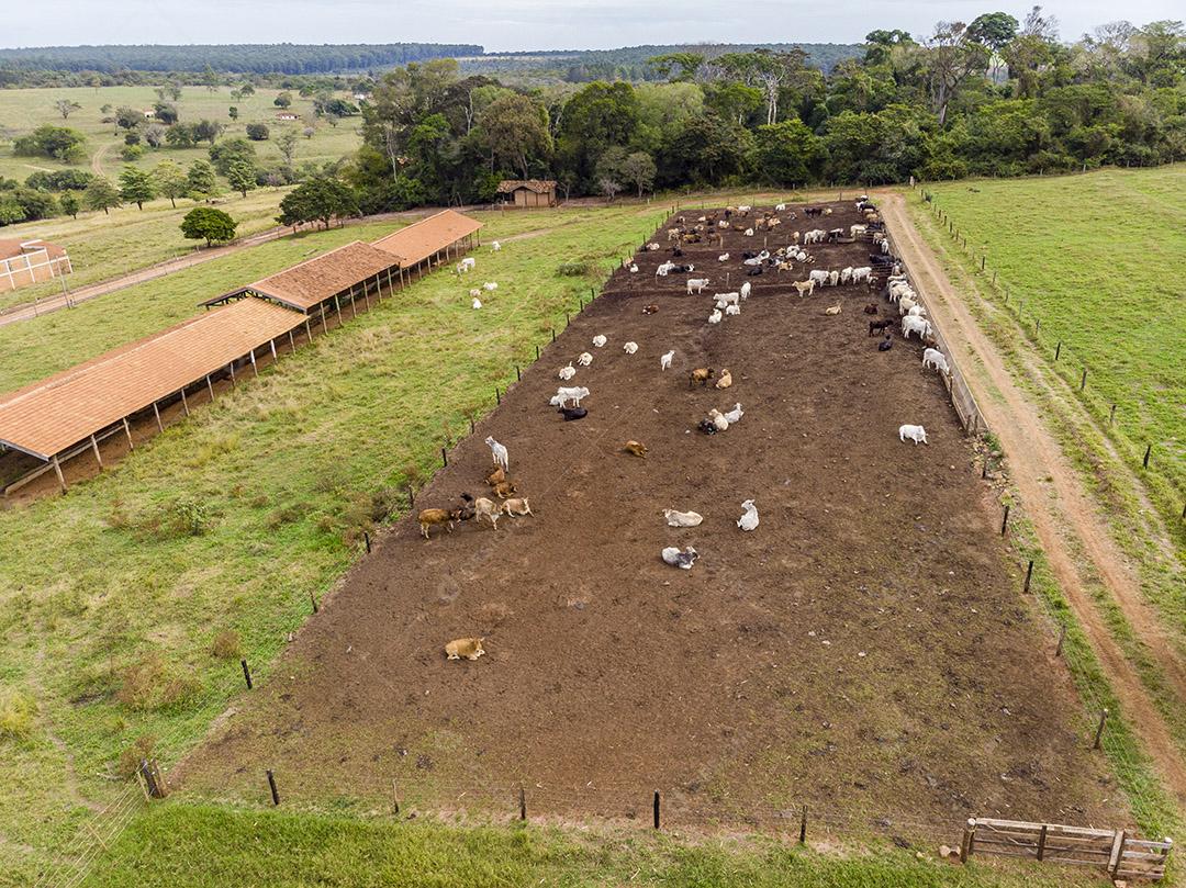 Gado em confinamento bois vacas dia ensolarado Imagem JPG