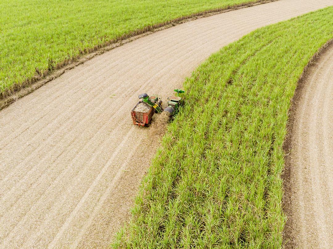 Campo aéreo de cana-de-açúcar no Brasil Imagem JPG