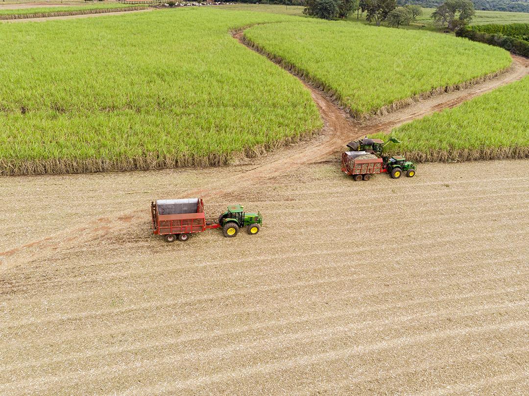Campo aéreo de cana-de-açúcar no Brasil Imagem JPG