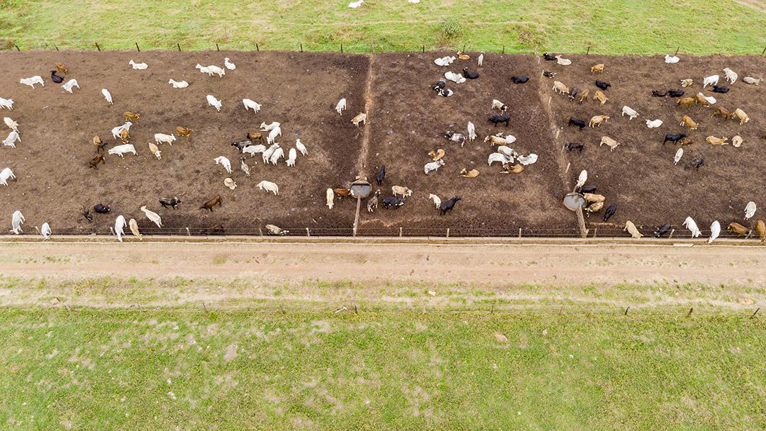 Gado em confinamento bois vacas dia ensolarado Imagem JPG