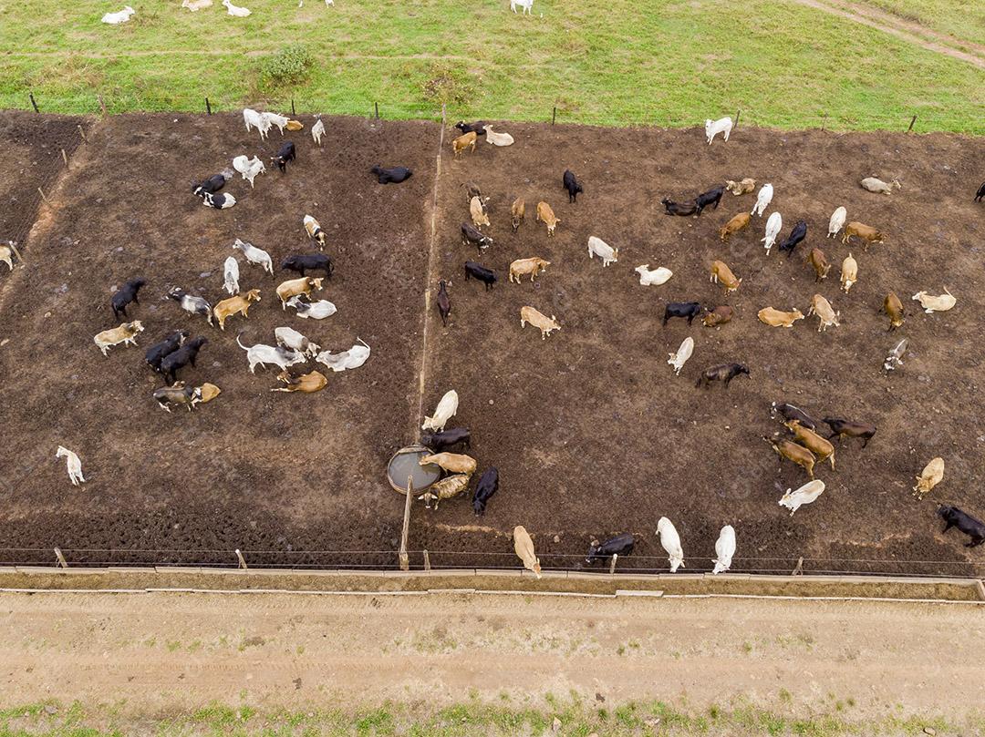 Gado em confinamento bois vacas dia ensolarado Imagem JPG