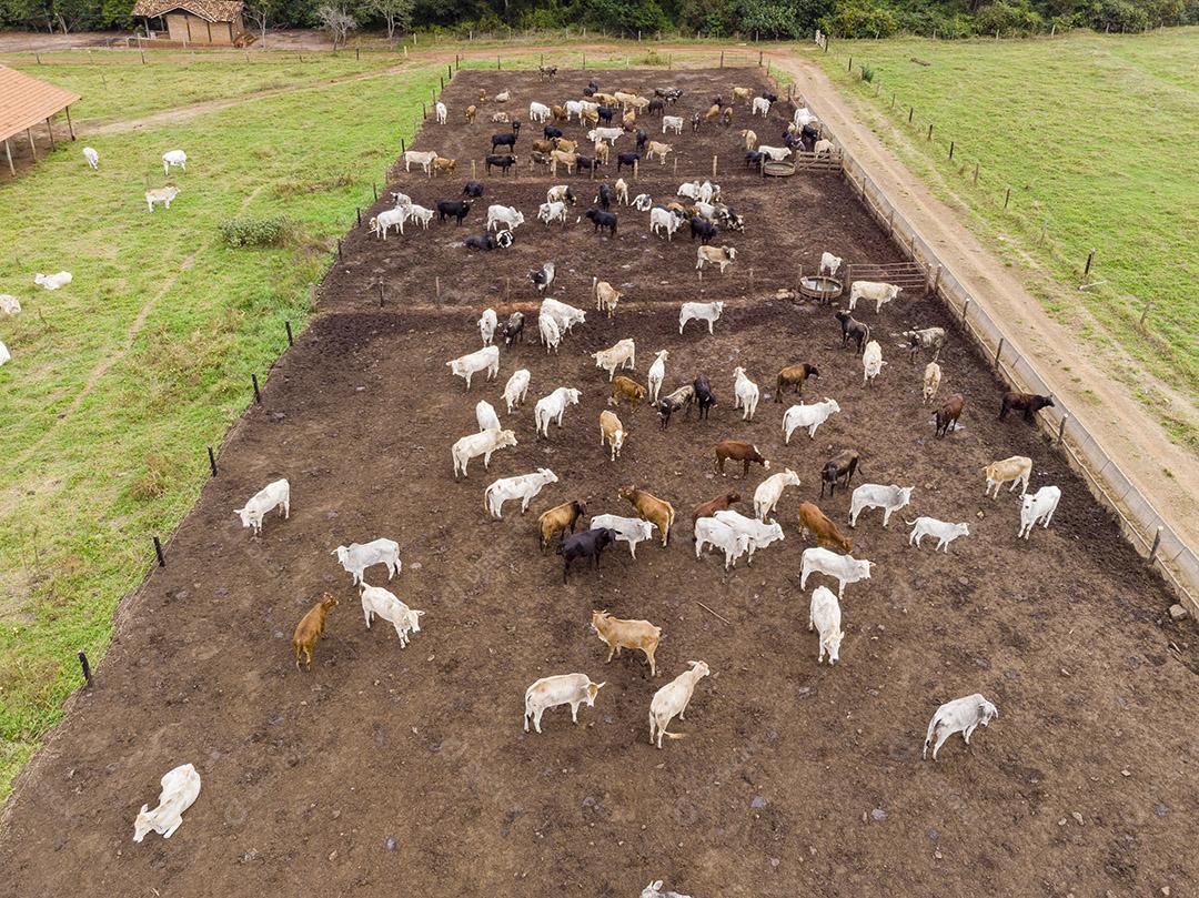 Gado em confinamento bois vacas dia ensolarado Imagem JPG
