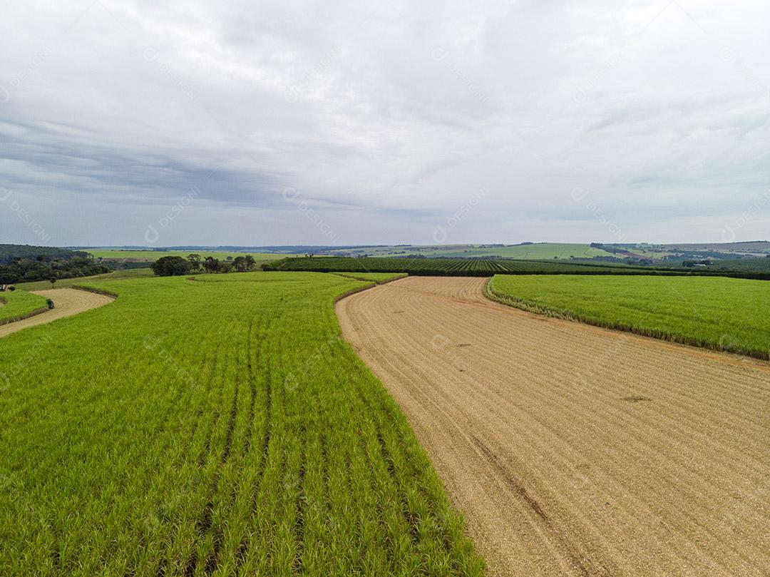 Campo aéreo de cana-de-açúcar no Brasil Imagem JPG