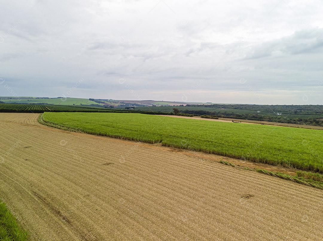 Campo aéreo de cana-de-açúcar no Brasil Imagem JPG