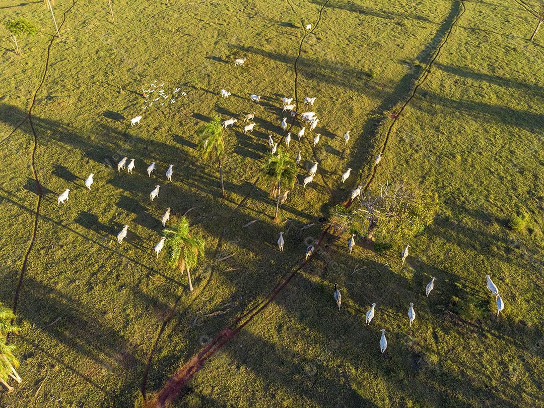 Pecuária Nelore Brasil gado criaçao Imagem JPG