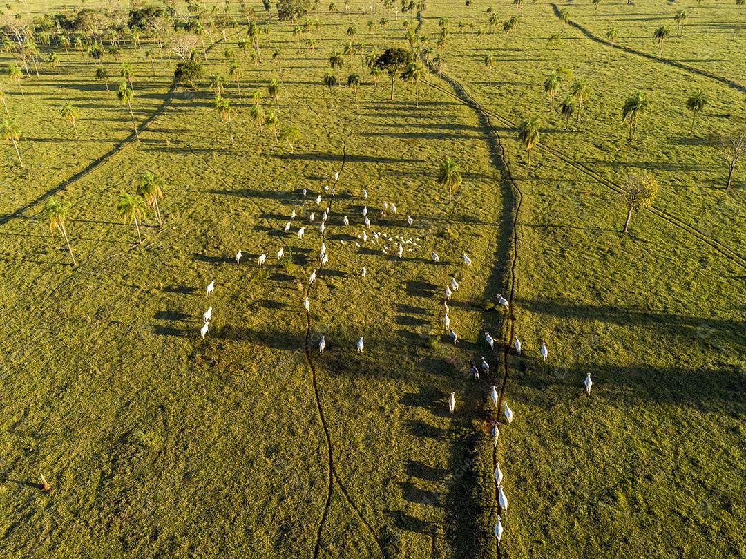 Pecuária Nelore Brasil gado criaçao Imagem JPG