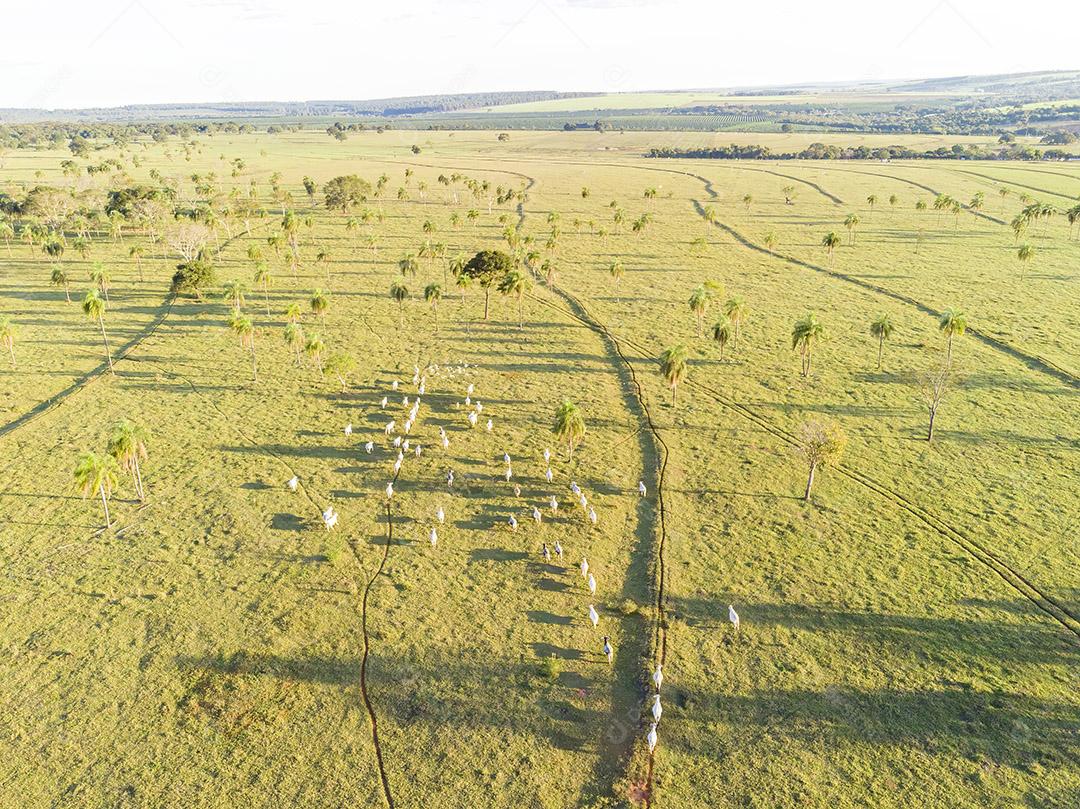 Pecuária Nelore Brasil gado criaçao Imagem JPG