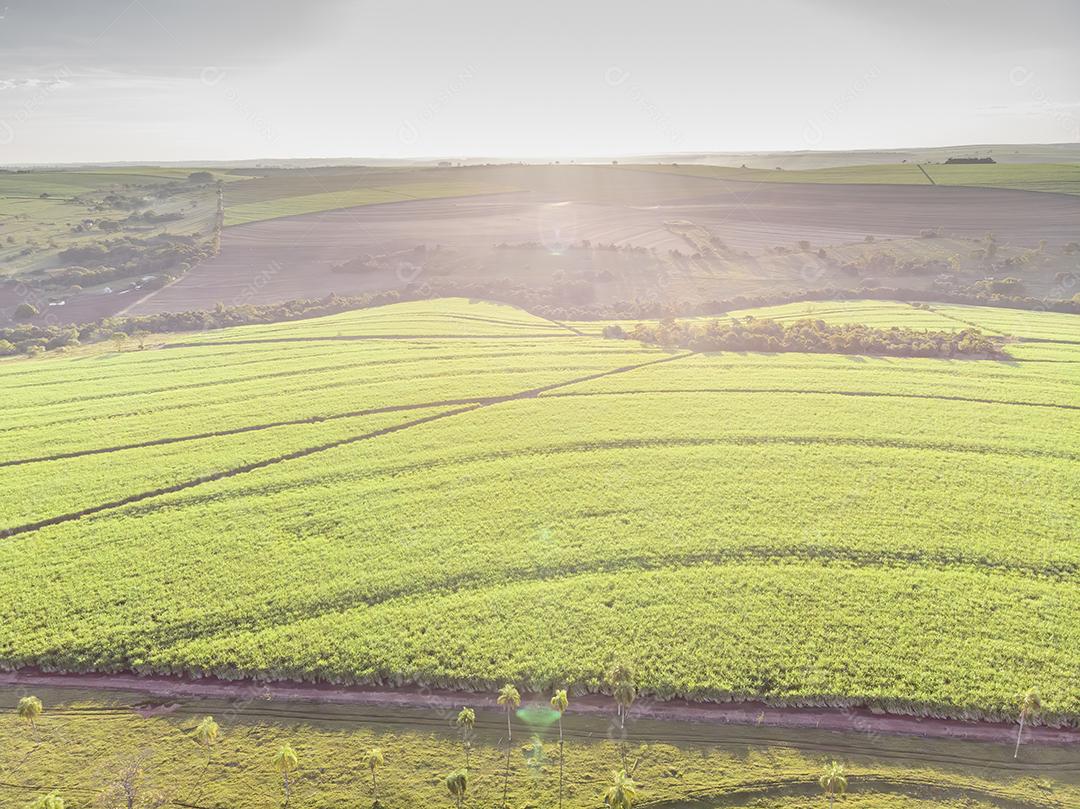 Campo aéreo de cana-de-açúcar no Brasil Imagem JPG
