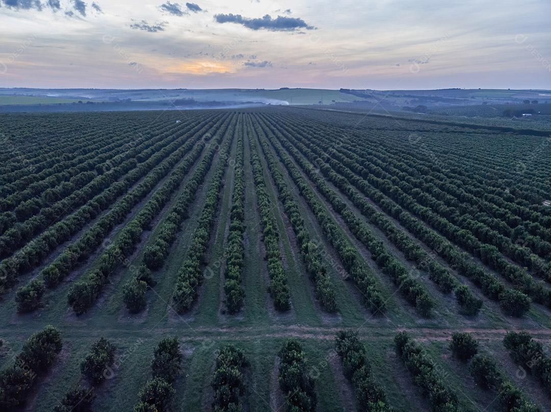Vista aérea da plantação de laranja no Brasil Imagem JPG