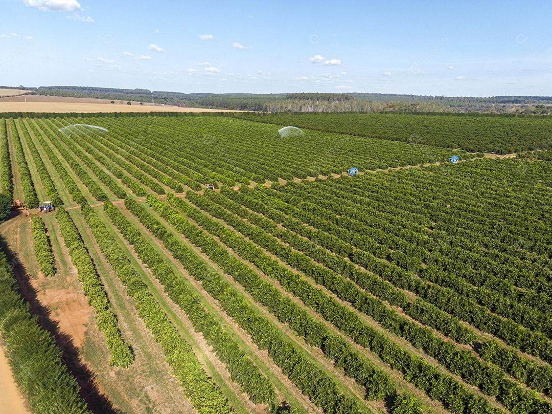Irrigação na plantação de laranja em dia ensolarado no Brasil Imagem