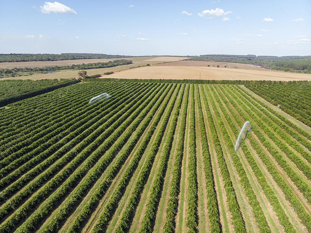 Vista aérea da plantação de laranja no Brasil Imagem JPG