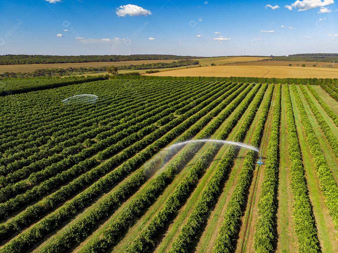 Vista aérea da plantação de laranja no Brasil Imagem JPG