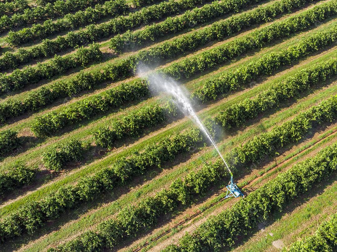 Vista aérea da plantação de laranja no Brasil Imagem JPG