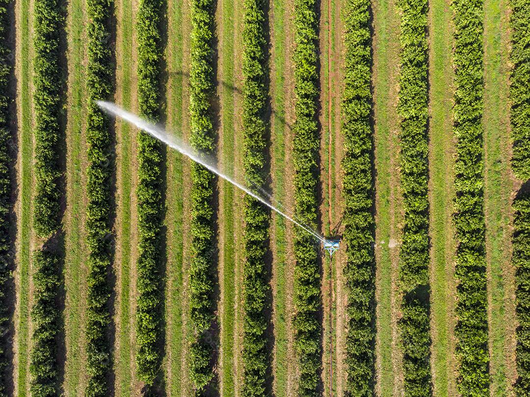 Vista aérea da plantação de laranja no Brasil Imagem JPG