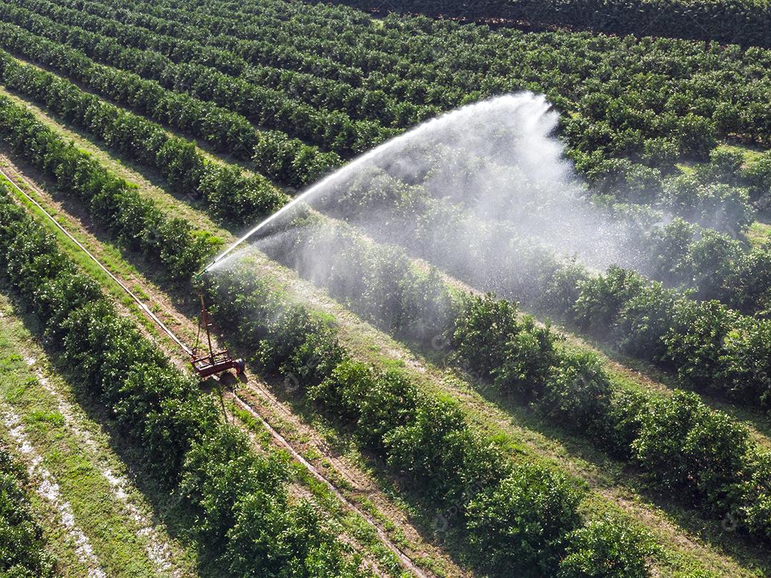 Vista aérea da plantação de laranja no Brasil Imagem JPG