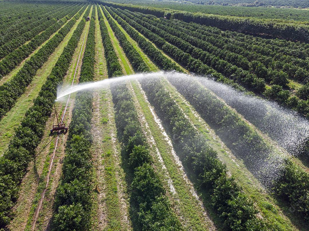 Vista aérea da plantação de laranja no Brasil Imagem JPG
