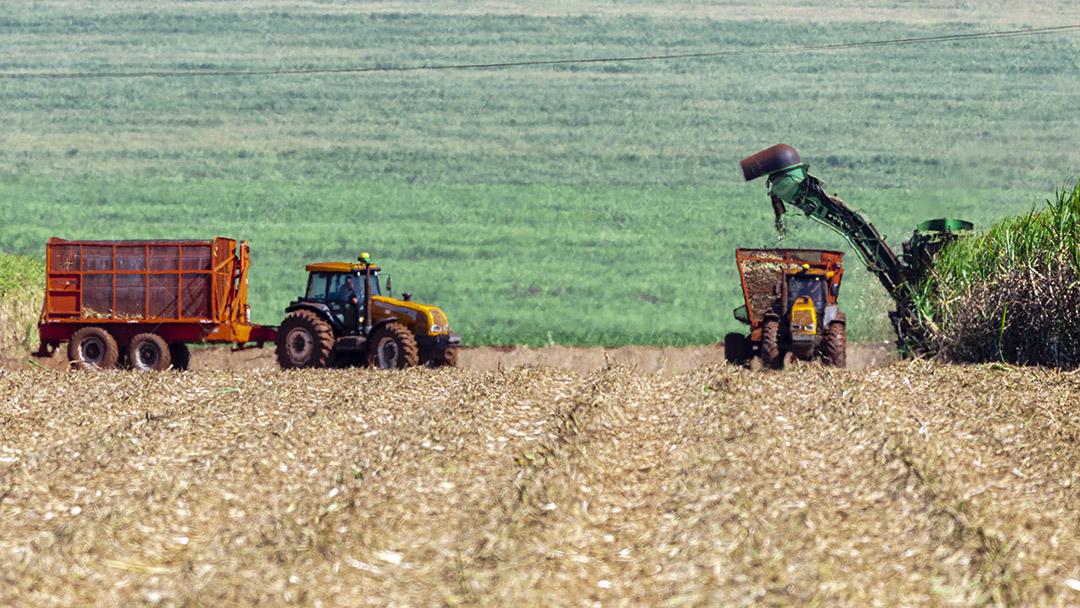 Plantação de cana-de-açúcar de colheita de máquina Imagem JPG
