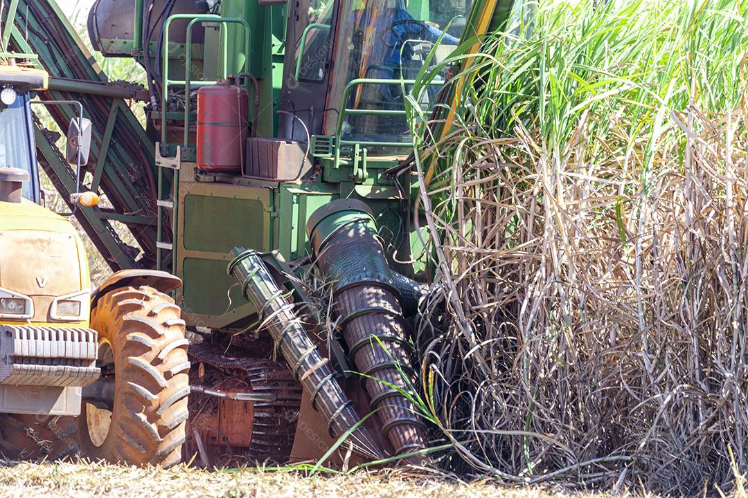 Plantação de cana-de-açúcar de colheita de máquina Imagem JPG
