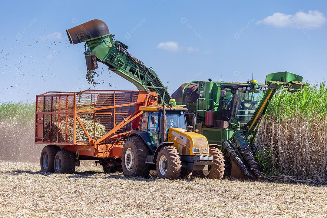 Plantação de cana-de-açúcar de colheita de máquina Imagem JPG