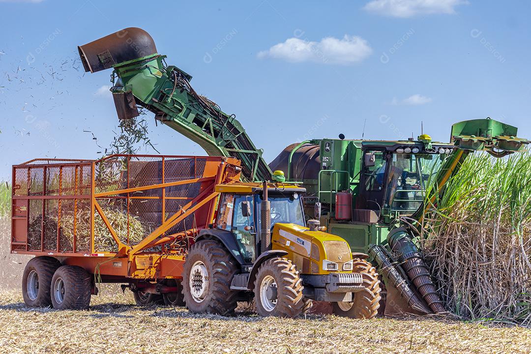 Plantação de cana-de-açúcar de colheita de máquina Imagem JPG