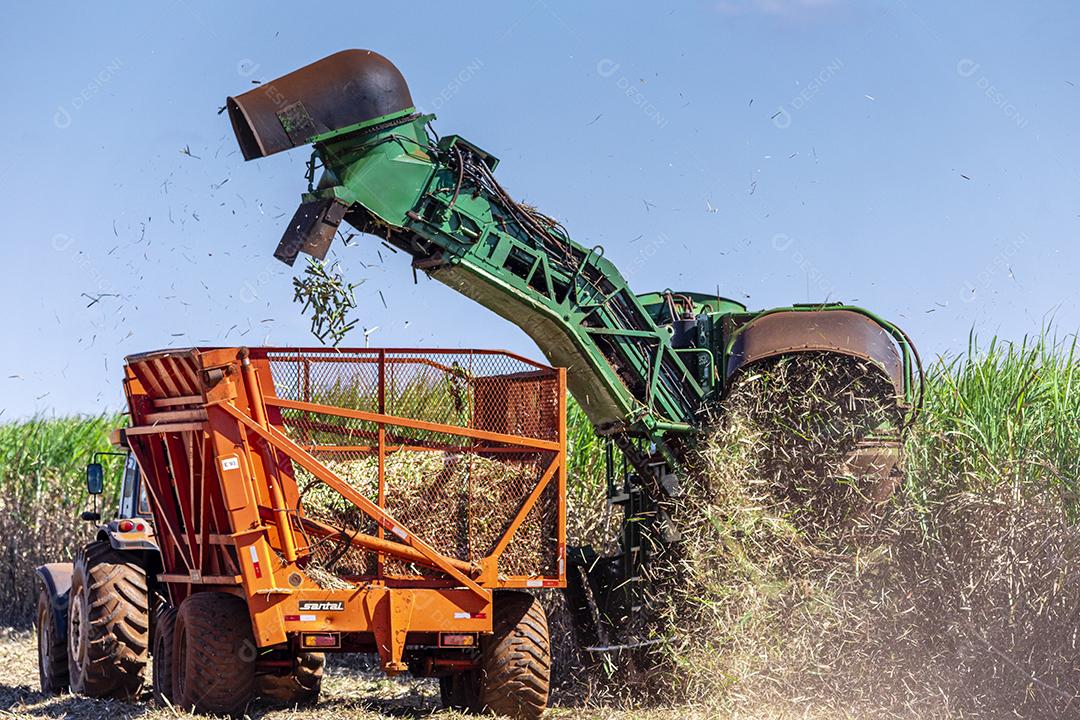 Plantação de cana-de-açúcar de colheita de máquina Imagem JPG