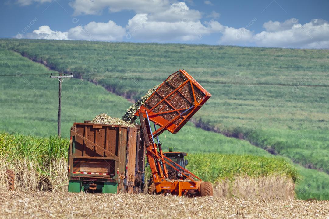 Plantação de cana-de-açúcar de colheita de máquina Imagem JPG