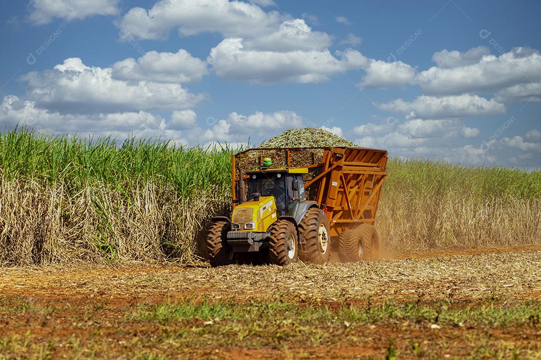 Plantação de cana-de-açúcar de colheita de máquina Imagem JPG