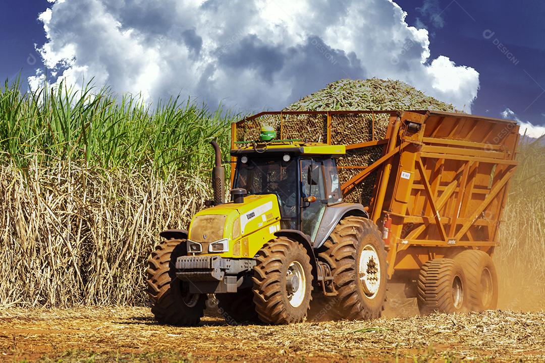 Plantação de cana-de-açúcar de colheita de máquina Imagem JPG