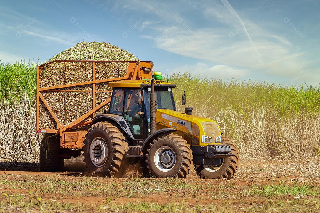 Plantação de cana-de-açúcar de colheita de máquina Imagem JPG