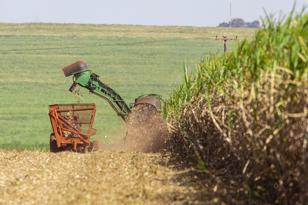 Plantação de cana-de-açúcar de colheita de máquina Imagem JPG