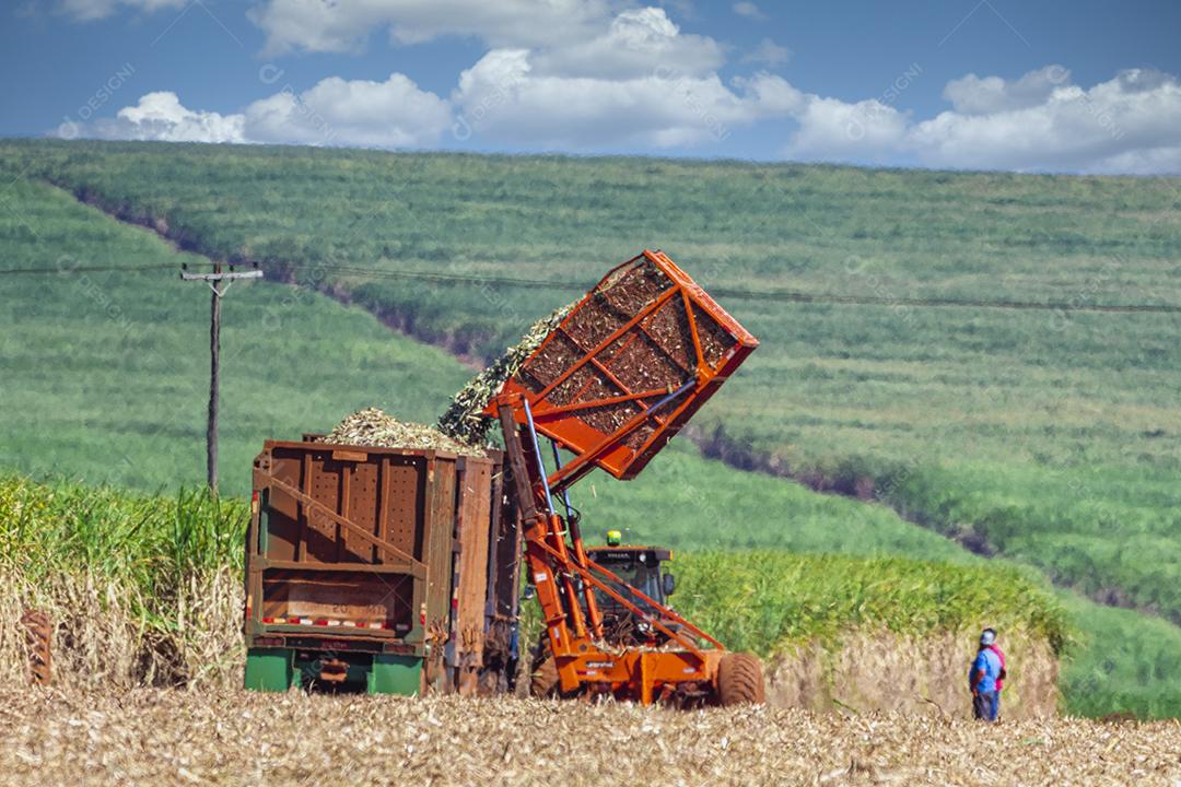Plantação de cana-de-açúcar de colheita de máquina Imagem JPG