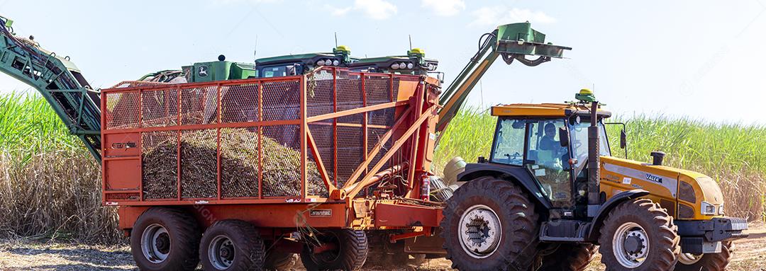 Plantação de cana-de-açúcar de colheita de máquina Imagem JPG