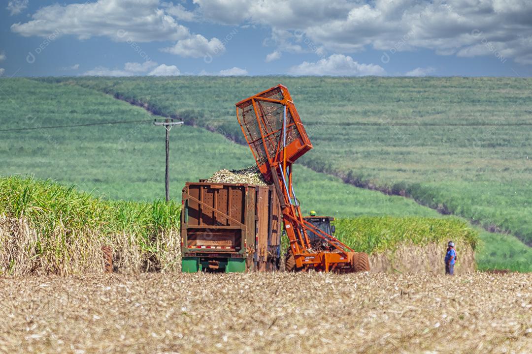 Plantação de cana-de-açúcar de colheita de máquina Imagem JPG