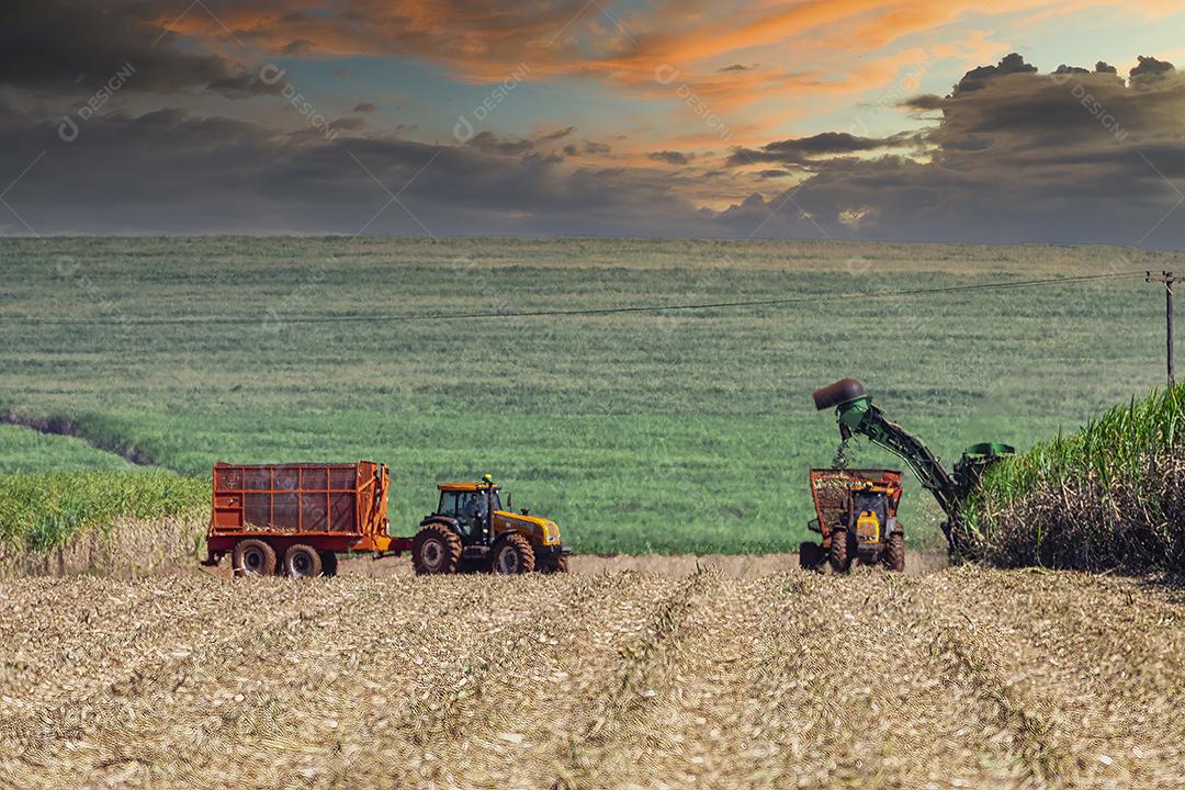 Plantação de cana-de-açúcar de colheita de máquina Imagem JPG