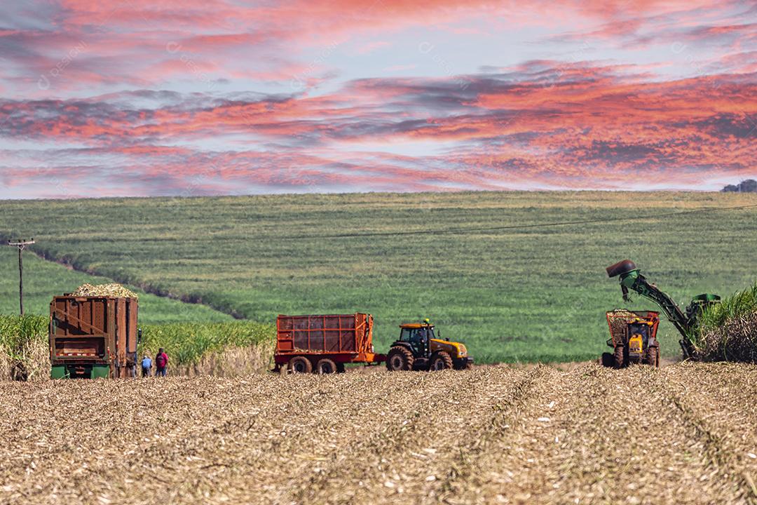 Plantação de cana-de-açúcar de colheita de máquina Imagem JPG