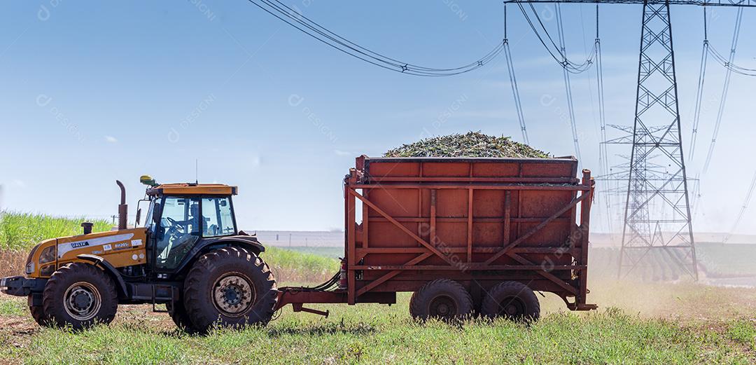Plantação de cana-de-açúcar de colheita de máquina Imagem JPG