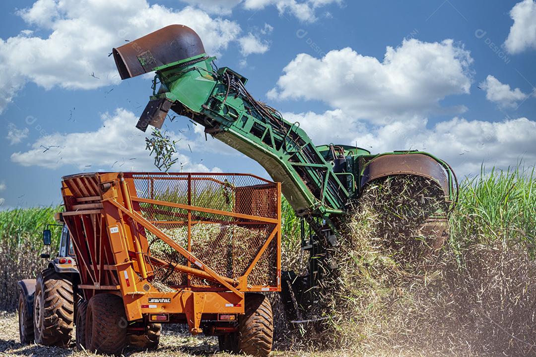 Plantação de cana-de-açúcar de colheita de máquina Imagem JPG