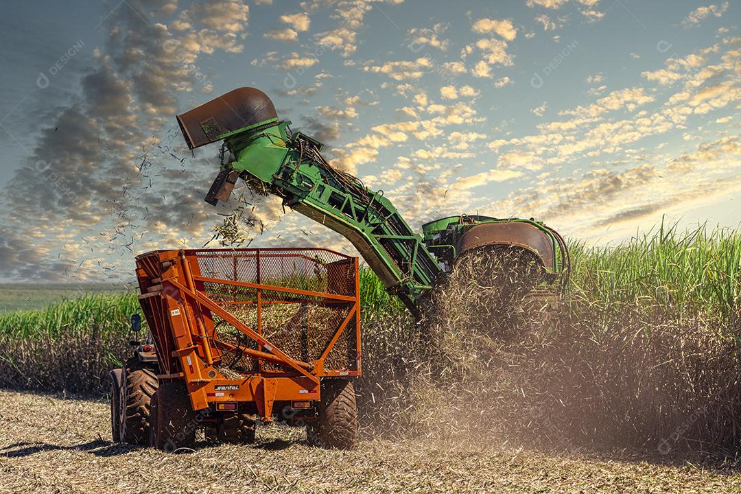 Plantação de cana-de-açúcar de colheita de máquina Imagem JPG